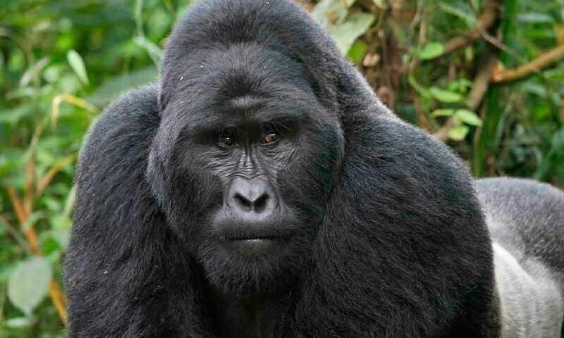 quos-voluptas-eius-possimus-quis-recusandae-et-itaque-ipsum