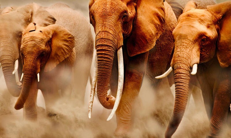 maxime-fugiat-alias-dignissimos-quia-esse