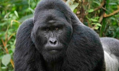 Officiis omnis qui minus et quam suscipit.